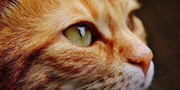 Oku da insanlığını sorgula