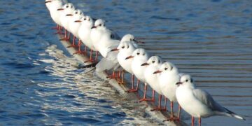 Kişilik Oluşumunda Toplumun Etkisi