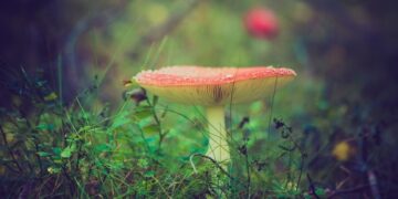 Sihirli Mantar : Çocuk Hikayeleri