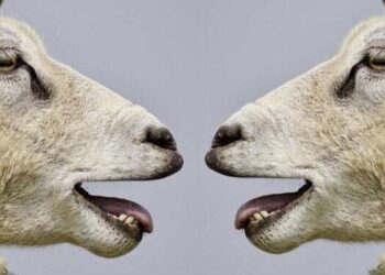 Kurbanlık Koyun Kesmek İçin Kredi Çekmek veya Borç Almak