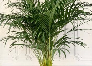 Ev Dekorasyonlarının Olmazsa Olmazı Yeşil Bitkiler