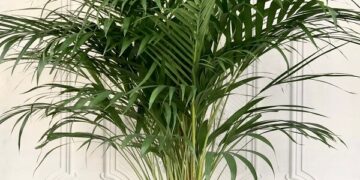 Ev Dekorasyonlarının Olmazsa Olmazı Yeşil Bitkiler